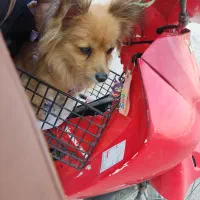 سگ پامرین روباهی