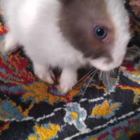 خرگوش کوچولو