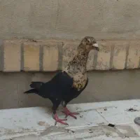 کفتر