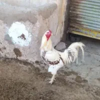 ...|حیوانات مزرعه|شوشتر, |دیوار