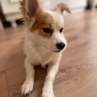 سگ نژاد اشپیتز