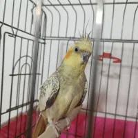 عروس هلندی نر بالغ|پرنده|شهرکرد, |دیوار