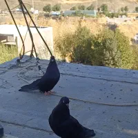 کبوتری|پرنده|ارومیه, |دیوار