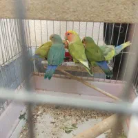 طوطی برزیلی زیبا|پرنده|صدرا-فارس, فاز ۱|دیوار