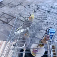 عروس هلندی سینامون نروماده