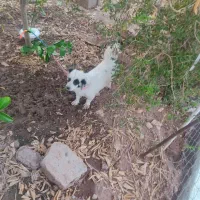 سگ پا کوتاه|سگ|مسجد سلیمان, |دیوار