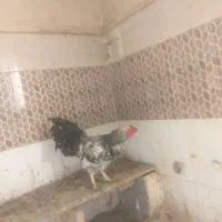 خروس|حیوانات مزرعه|تهران, نیروی هوایی (پیروزی)|دیوار