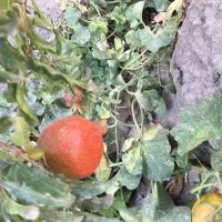 باغچه و باغ معاوضه و تهاتر  با ماشین و..|فروش زمین و ملک کلنگی|رباط‌کریم, انجم آباد|دیوار