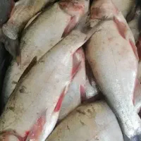 ماهی|ماهی|ایلام, |دیوار