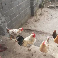 مرغ محلی و مرغ دورگ