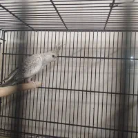 عروس هلندی روی تخم