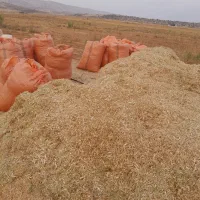 کاه لوبیا درجه یک سبز و نرم
