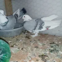 کبوتر شازده و ساتن غلتی|پرنده|تیران, |دیوار