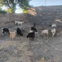 میش و بزغاله