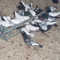 کبوتر سینه ای رنگی|پرنده|بروجن, |دیوار