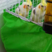 بهترین نژاد طوطی عروس زعفرانی نر|پرنده|رشت, سعدی (تختی)|دیوار