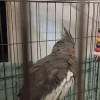 عروس هلندی دستی و آواز خوان|پرنده|تهران, جنت‌آباد مرکزی|دیوار