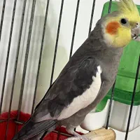عروس هلندی فروشی