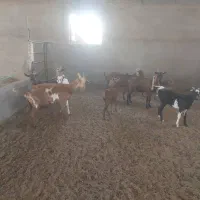 بز و گیسه|حیوانات مزرعه|کشکوئیه, |دیوار