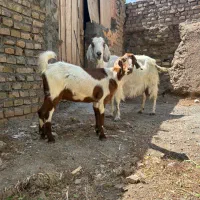 بز و بزغاله سانن