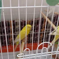 مرغ عشق لوتینو|پرنده|بندر امام خمینی, |دیوار