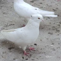 کفتر سفید کاکولی مهر خالپیس  کاکولی|پرنده|گرگان, |دیوار