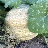 کدو عمانی