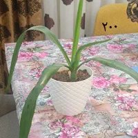 گلهای طبیعی شیک همراه با قیمت درج شده|گل و گیاه طبیعی|بجنورد, |دیوار