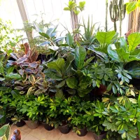 بابا آدم و...|گل و گیاه طبیعی|الیگودرز, |دیوار