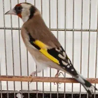 سهره ماده کارداده فروش ومعاوضه باجفت قناری|پرنده|ایلام, |دیوار