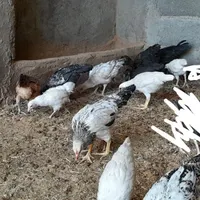 19 جوجه مرغ وخروس زابلی|حیوانات مزرعه|بیرجند, |دیوار