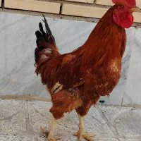 فروش 3 خروس 5 ماهه