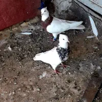 کبوتر|پرنده|سوسنگرد, |دیوار