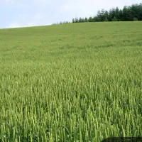 اجاره-زمین-کشاورزی