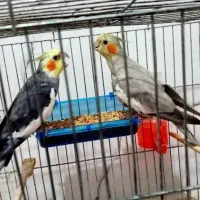 یک جفت عروس هلندی زیبا