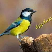 غذای پرنده|لوازم جانبی حیوانات|شیراز, گویم|دیوار