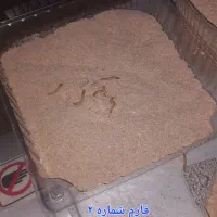 کرم میلورم به همراه ظرف نگهداری|خزنده|یزد, |دیوار