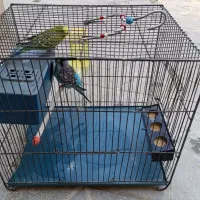 مرغ‌عشق