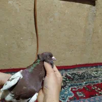 کبوتر|پرنده|آزادشهر, |دیوار