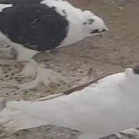 پرپا گلی تزئینی|پرنده|تربت‌حیدریه, رضاشهر|دیوار