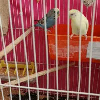 مرغ عشق بالغ|پرنده|گلبهار, شهر جدید گلبهار|دیوار