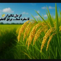 فروش فوری ۱۰۰کیلوبرنج کامفیروزی