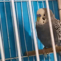 یک جفت مرغ عشق  سرحال