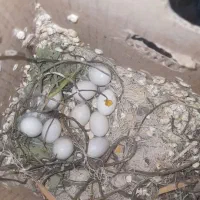 دوجفت فنچ رو تخم|پرنده|بردسکن, |دیوار