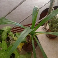 گل های آپارتمانی|گل و گیاه طبیعی|زیباشهر, |دیوار