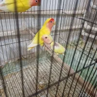 جوجه کوتوله برزیلی