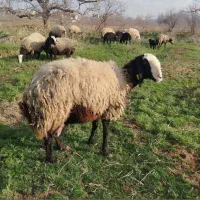 گوسفند اصیل و ناب نژاد شال با ژن دوقلوزای