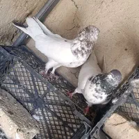 کفتر کله دار پرشی