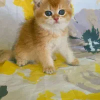 بچه گربه های پرشین اسکاتیش بریتیش