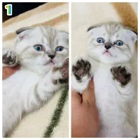 بچه گربه پرشین و اسکاتیش